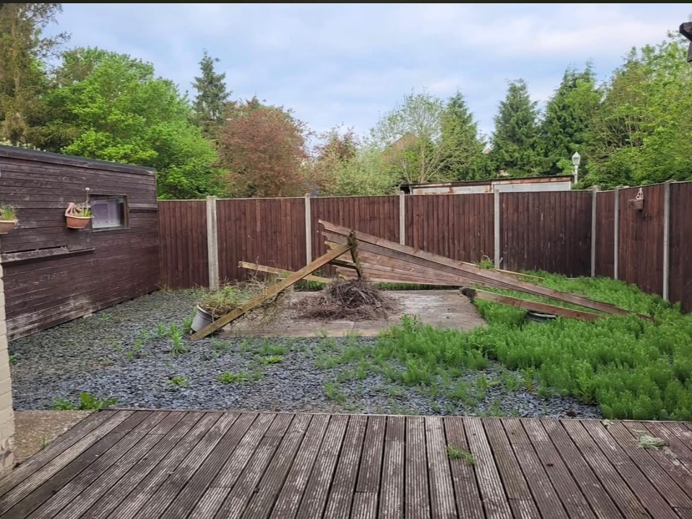 Overgrown garden with collapsed fence panels before landscaping